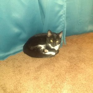 Meet your Posher, Angel